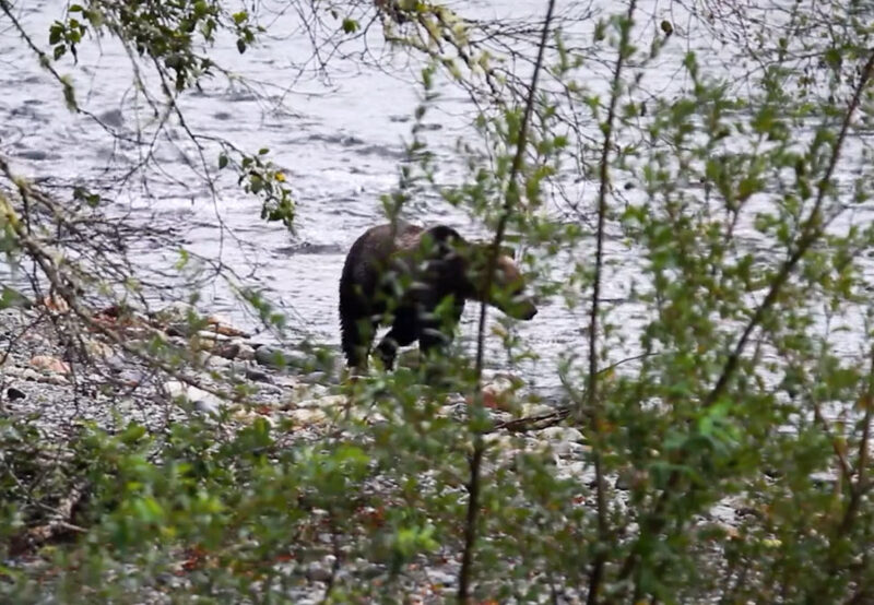 A bear stands on a rocky riverbank, partially obscured by leafy branches and foliage.