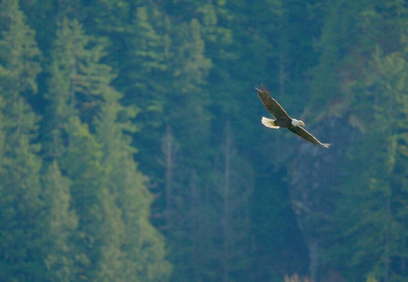 A bald eagle with outstretched wings soaring above a forested area.