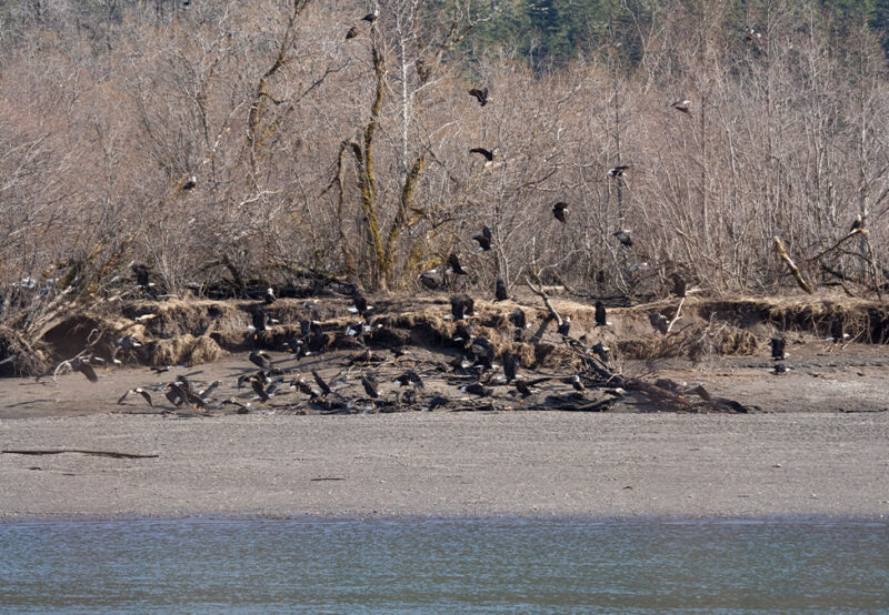 A group of birds, including bald eagles, perched on and around fallen trees by a water's edge in a bare, wooded area.