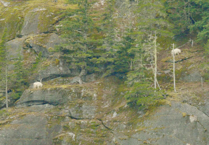 Two mountain goats on a rocky hillside with sparse vegetation and trees, blending with the terrain. The goats are positioned apart, navigating the rugged landscape.