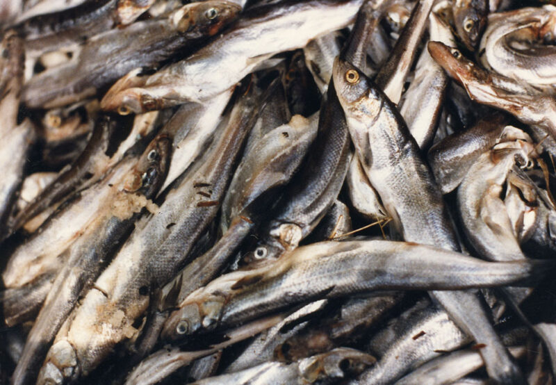 A pile of small, raw fish closely packed together, displaying a mix of gray and silver scales with some fish's eyes visibly facing upward.