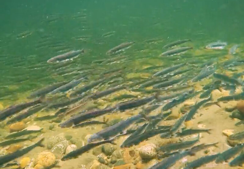 A school of fish swimming underwater above a rocky seabed.