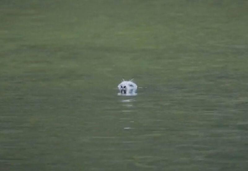 A seal's head pokes out above the water, surrounded by rippling green water.