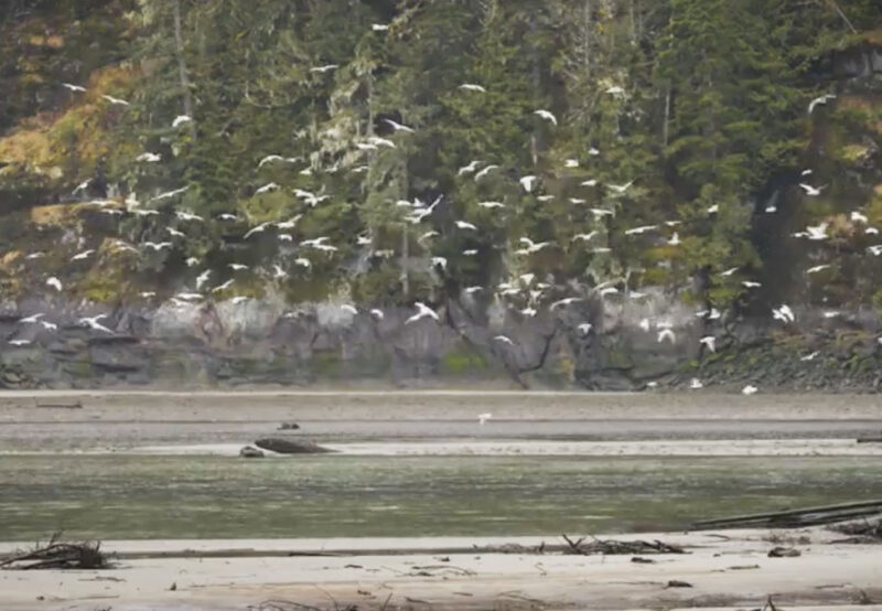 A flock of birds takes flight from a sandy beach with a dense forest in the background. There is driftwood on the beach and some birds still on the ground.