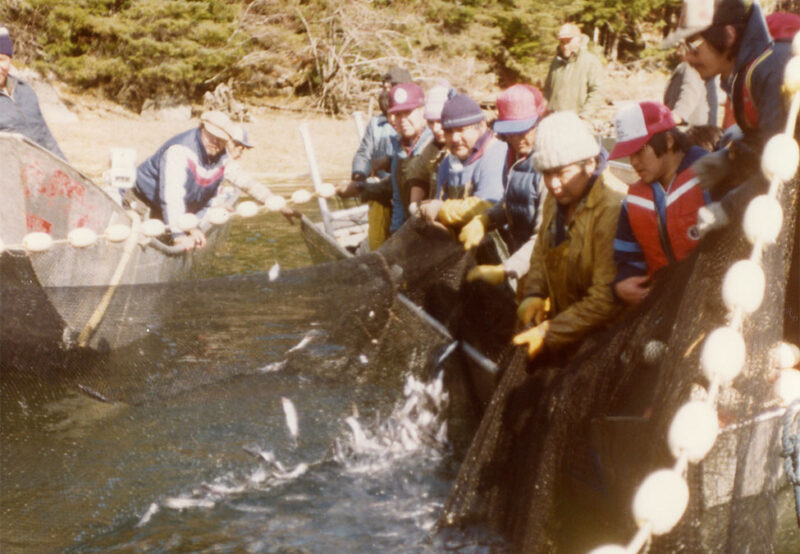 A group of people in outdoor clothing are pulling a fishing net from the water, capturing fish in a forested area.